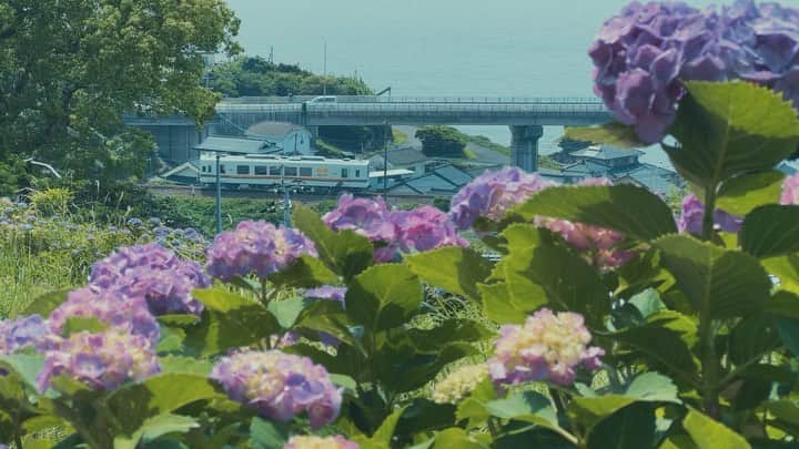 小川紗良のインスタグラム：「紫陽花と肥薩おれんじ鉄道」