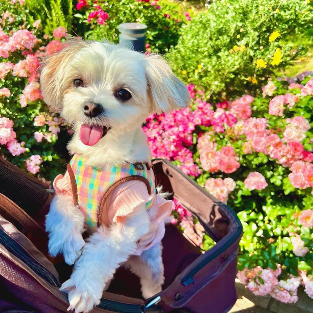 玉井らんのインスタグラム：「#山下公園 #バラ園 🐶🌹 . . 先月の話。犬OKとのことで、ちゃこを連れてバラを観に行ってきました🐾みなとみらいは犬連れOKな場所が多くて嬉しい！本格的に暑くなる前に、もっと色々行きたいな . . #みなとみらい #横浜 #犬連れok #犬とお出かけ #犬との暮らし #バラ #薔薇園 #マルチーズ #パピヨン #マルパピ #ミックス犬 #yokohama」