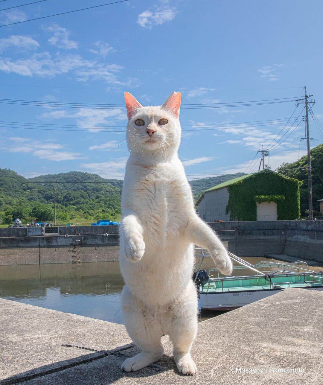 山本正義のインスタグラム：「ちょっとお待ち。  Just a second.  #ねこ #猫 #cat」