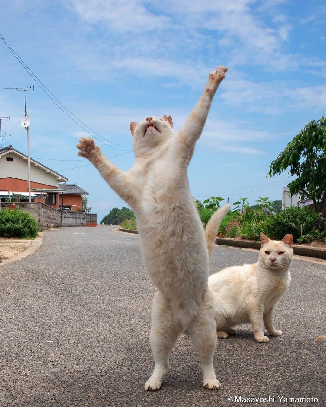 山本正義のインスタグラム：「応援してるよ！あなたなら大丈夫！  I'm rooting for you! You're gonna be alright!  #ねこ #猫 #cat #tachineko #立ち猫  いつもありがとうございます😌  まいどなニュースさんにて  記事になりました。  @tachineko.ymのプロフィールからHP→ 記事にもとべます。 https://maidonanews.jp/article/14646624  https://tachineko.net/2022/06/2945/」