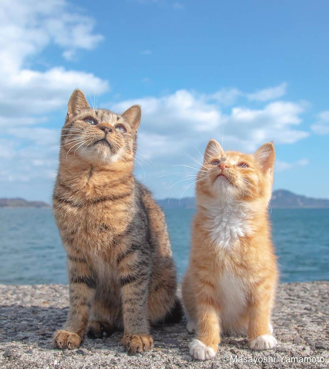 山本正義のインスタグラム：「未来を見る。  Look at the future  #ねこ #猫 #cat #kitty」