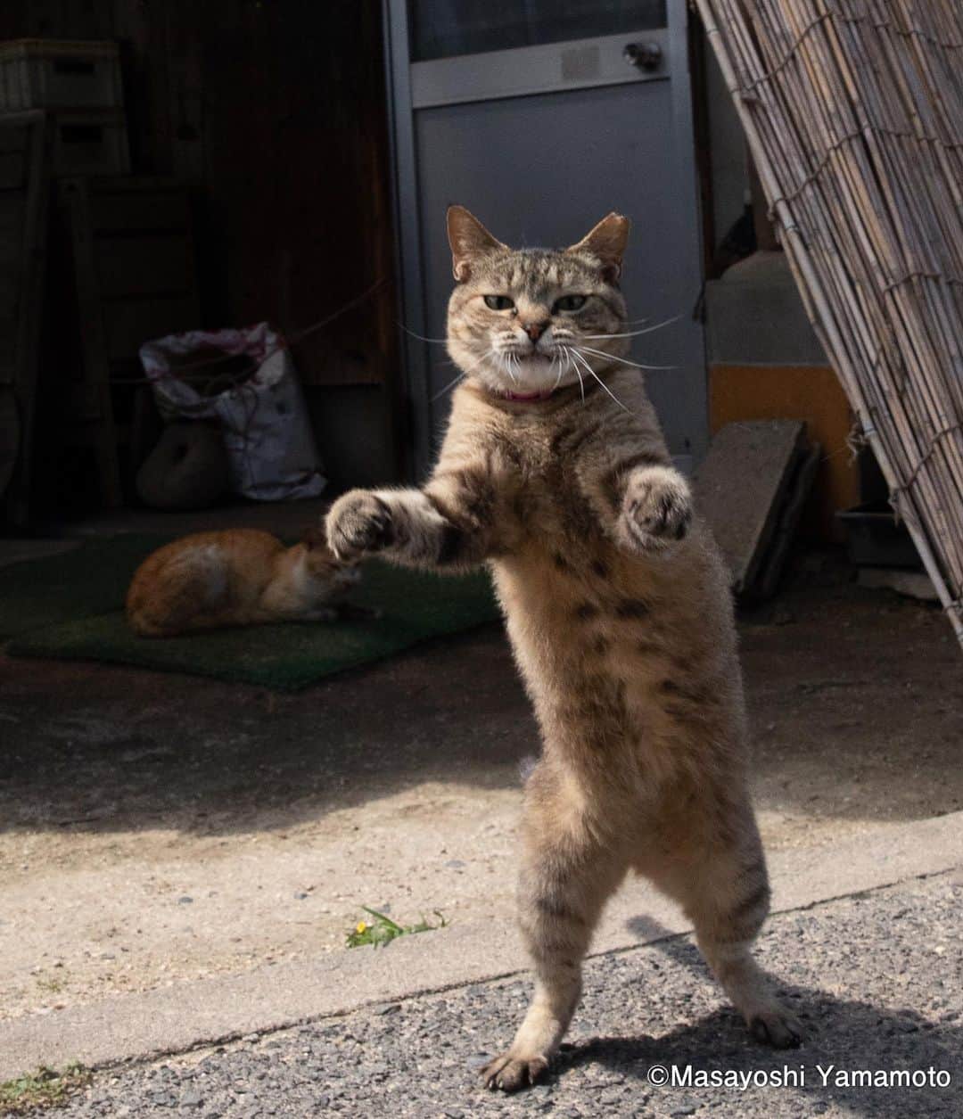 山本正義のインスタグラム：「押忍(オス)  Yes sir!  #ねこ #猫 #cat #立ち猫 #tachineko」