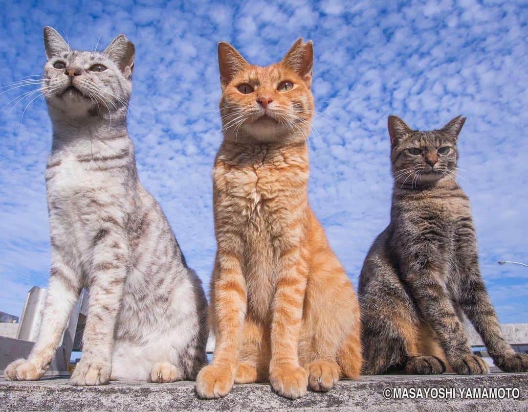 山本正義のインスタグラム：「電波📶  Radio waves 📶  #ねこ #猫 #cat #cats」