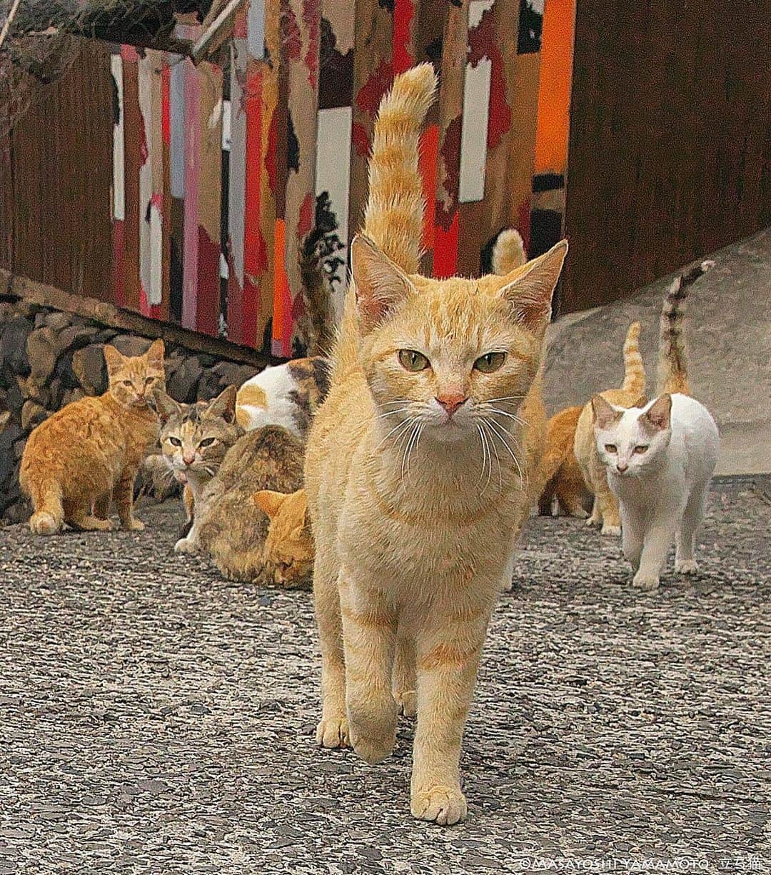 山本正義のインスタグラム：「ようこそ。  Welcome  #ねこ #猫 #cat #cats」