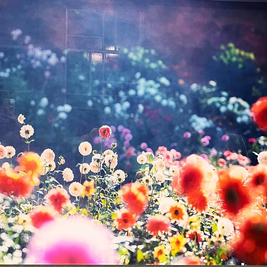 佐々木敬子のインスタグラム：「. 蜷川実花「瞬く光の庭」 MIKA NINAGAWA  A GARDEN OF FLICKERING LIGHTS  美しすぎる世界に 心奪われる  私達の住む 世界はこんなに美しい✨💕 のね。  感動でした✨  皆さま是非💕  #蜷川実花展 #瞬く光の庭 #9月4日まで」