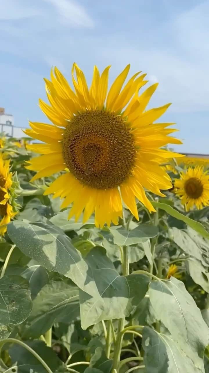 遠野愛のインスタグラム：「ひまわりって明るい気持ちになれて好き☺︎ 柳川のひまわり畑絶景だったけど さすがに暑すぎた😌笑 福岡素敵なところいっぱい🌻  #福岡 #柳川 #ひまわり#ひまわり畑 #fukuoka #sunflower #flowers #japan」