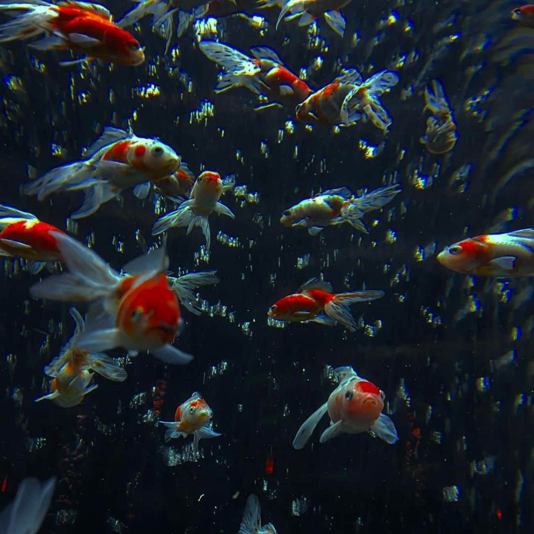 辻りりさのインスタグラム：「.  最後のコかわいすぎるから見て❤︎  #ginza  #japan  #goldfish」