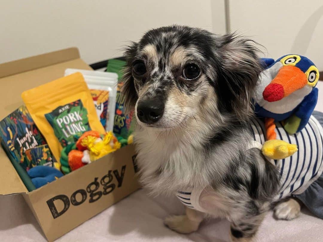 藤江れいなのインスタグラム：「♡ 今月もアネラの大好きな Doggy Boxが届きました👏💚  今回のテーマはJungle Islahd🌺 オオハシと仲良くなった様で 背に乗せ、そして頭に乗せ🦜笑  おやつはポークラングが お気に入りの様です♪ アネラさん、今月も嬉しいね！  🎁▶︎ @doggybox_jp  🐶▶︎ @ane.love0328   #犬のいる暮らし  #チワックス #シルバーダップル #doggybox #ドギボ #pr」