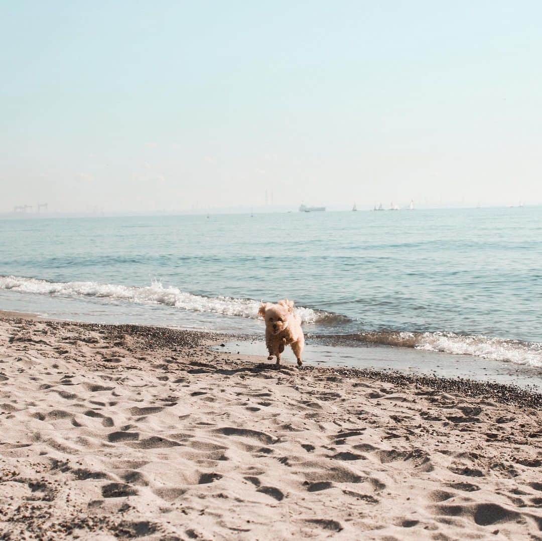 遠山茜子のインスタグラム：「my dog’s so cute…💛  普段おとなしいのにこんなに海ではしゃぐとはビックリ!!☺︎ 愛おしい🤍🐶  #pet#dog#beach」