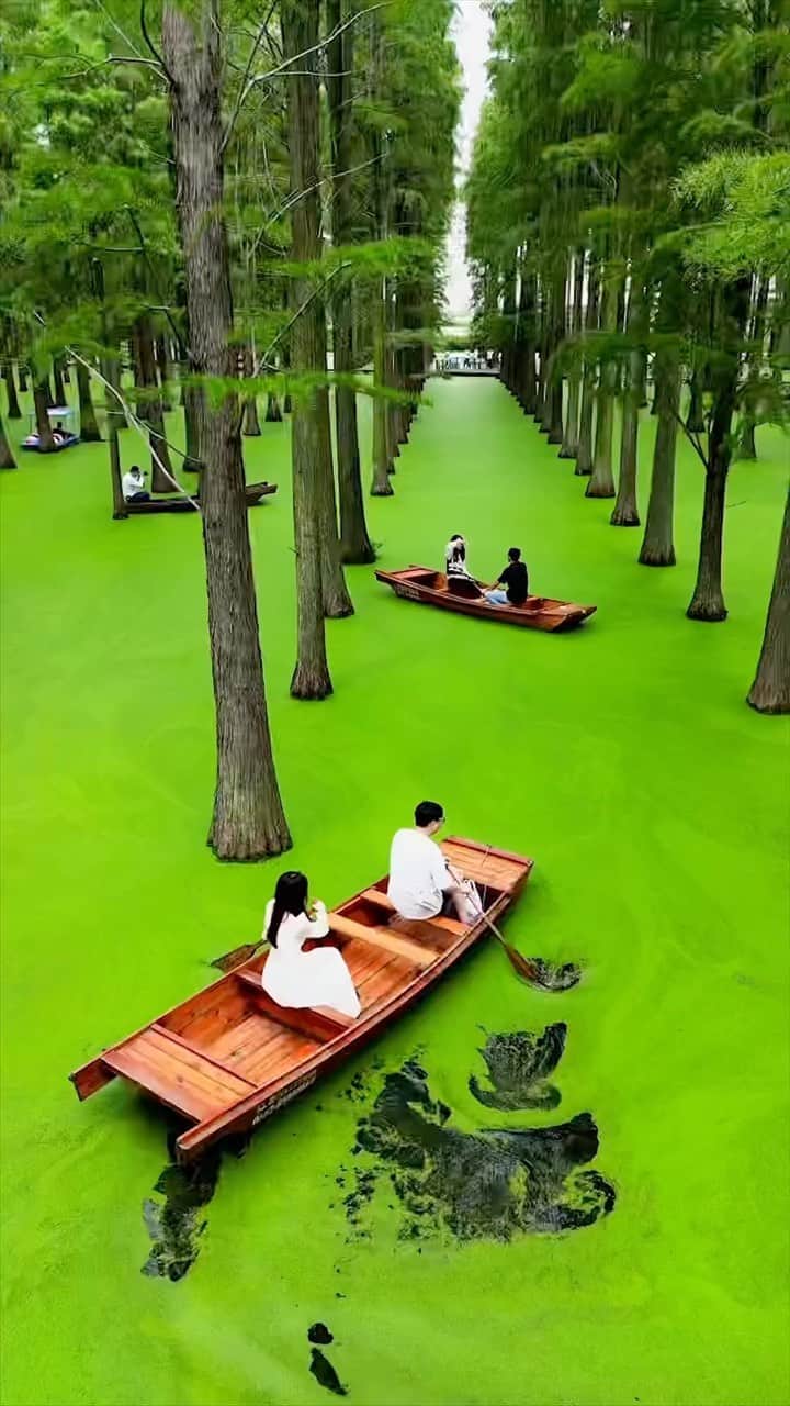 BEAUTIFUL DESTINATIONSのインスタグラム：「Enter this floating forest with @khanjipeerwala. 🌳 The scenery at Huayang Lake Wetland Park in China can be enjoyed on foot or bicycle, making it a great spot to visit with your family. 👨‍👩‍👧‍👦 To truly take in the beauty of this landscape, hop on a boat through the smeared wetland. 🌿  How amazing is this landscape? 💚  📽 @khanjipeerwala 📍 Huayang Lake Wetland Park, China 🎶 DWLLRS - Blue Spirits」