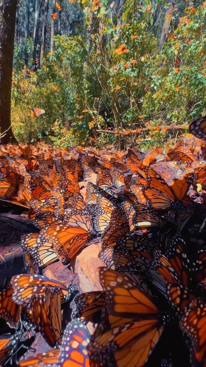BEAUTIFUL DESTINATIONSのインスタグラム：「Dream vibes via @hobopeeba. 🦋 The Monarch Butterfly Biosphere Reserve is a 56,259-ha biosphere that lies within rugged forested mountains about 100 km northwest of Mexico City. It was created to protect the wintering habitat of the Monarch Butterfly, which is perhaps the best known of all North American butterflies. ✨  Would you like to visit this reserve? 🇲🇽  📽 @hobopeeba 📍 Monarch Butterfly Biosphere Reserve, Mexico 🎶 Tony Anderson - Butterflies」