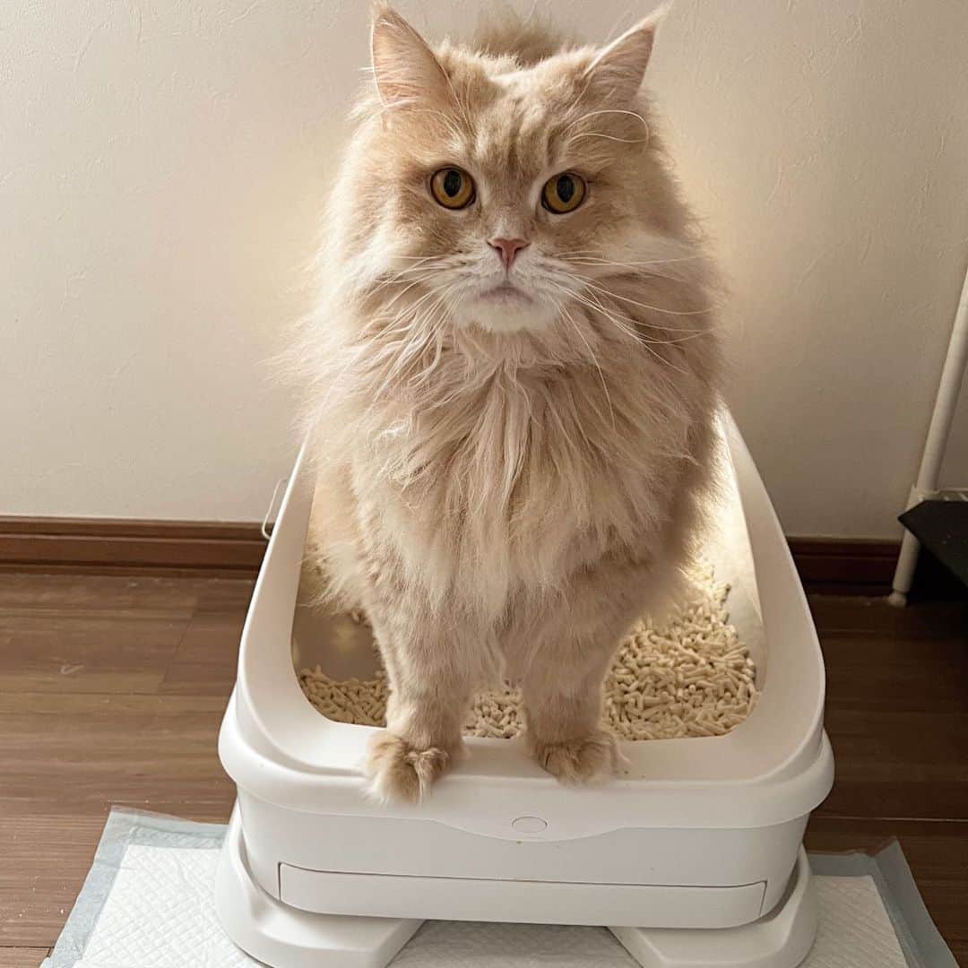 Chiyomame ちよまめのインスタグラム：「話題の猫トイレ🚽🐈 #トレッタ　@toletta.cat   我が家は、特にまろん🌰が トレッタをお気に入りです😸 使うたびに外出先でもアプリから通知が来て おトイレに入った時の動画を見れたりします😍  尿の量や、体重まで測ってくれちゃう😲 さらにすごいのが、多頭飼いでも、 ちゃんとひとりひとりの管理ができること！　 毎日の体調管理がトイレに入るだけでできるなんて、 本当に便利😻  おトイレに入ることで健康管理もできる とっても賢いおトイレです🌟  😻只今期間限定で、 ブラックフライデーのセールと同価格で 私のストーリーズのリンクからお得に購入できます💓 ハイライト（トレッタsale）からも飛べますよ👍  迷っている方はこの機会に始めてみて下さい😆 公式アカウント @toletta.cat  では 気になるQ&Aも沢山のっています🐈‍⬛🌟  @toletta.cat  #トレッタ #PR  #mainecoon_mix_marron #maincoon #メインクーン#まん丸ねこ部 #cats #catstagram #kitten #kitty #catsofinstagram #ilovemycat #catoftheday #lovecats #スコティッシュフォールド#ScottishFold #adorable #catlover #instacat #baby #babycat #thedailykitten#猫 #子猫」