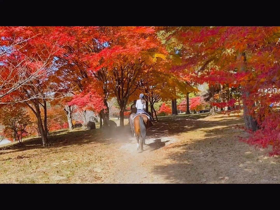 大塚愛のインスタグラム：「ほんに　みやび　や  AIO　　#秋 #紅葉 #もみじ #みやび　#馬 #かっこいい」