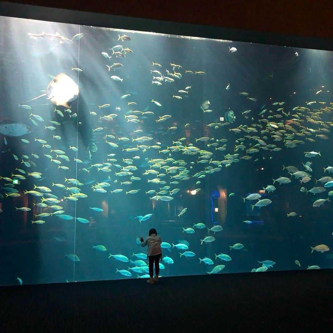 外村久美子のインスタグラム：「・ 🐠🐟🦞🦀🦐🦑🐡🐙🐳🦈 @shikoku_aquarium」