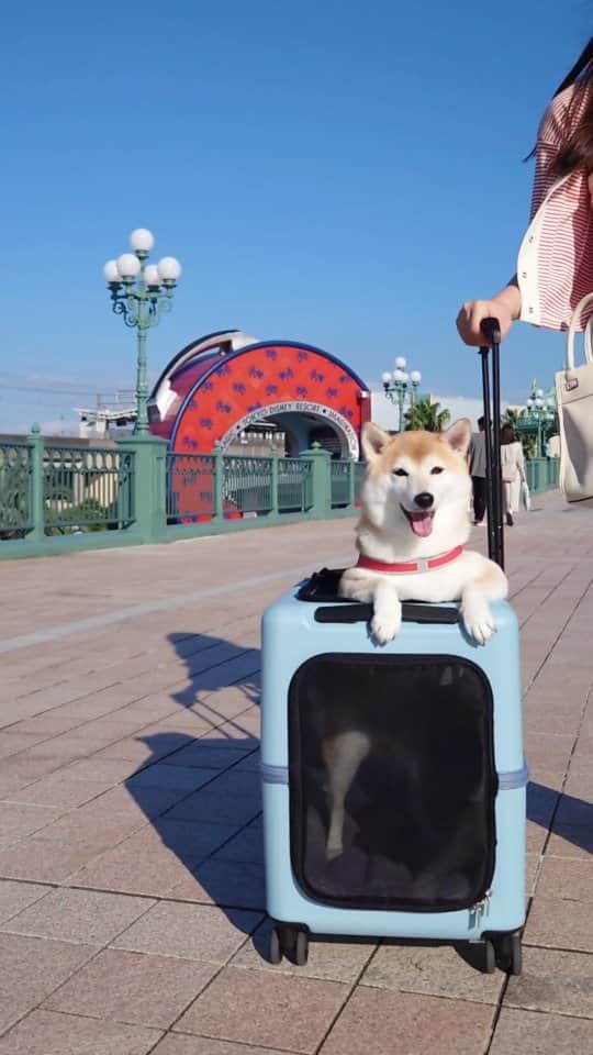 ちゃみのインスタグラム：「愛用品のペチコ🧳 本当に購入して大正解🫶 . 9月末に東京へ行った時の🗼 未投稿動画入り🤭 . #ペチコ #peticoで行こう #petico #柴犬#柴犬のいる暮らし#犬のいる暮らし#東京#shibainu#shiba#dog」