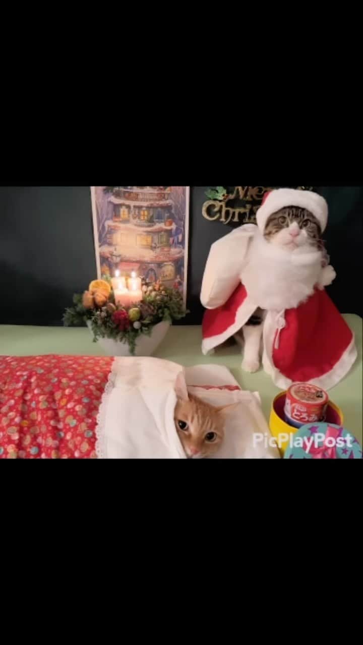 マロのインスタグラム：「🎅🏻Merry Christmas🎄 ✴︎ 素敵なクリスマスをお過ごしください💖 ✴︎ Wishing you joy, peace and good health this holiday season❣️ ✴︎ #cat#catsofinstagram#sweetcatclub#😻 #christmas#santaclaus#ねこ#猫#ねこ部 #ねこすたぐらむ#クリスマスイブ#クリスマス #サンタクロース#プレゼント#猫のいる暮らし  #猫のいる生活#猫の多頭飼い#保護猫」