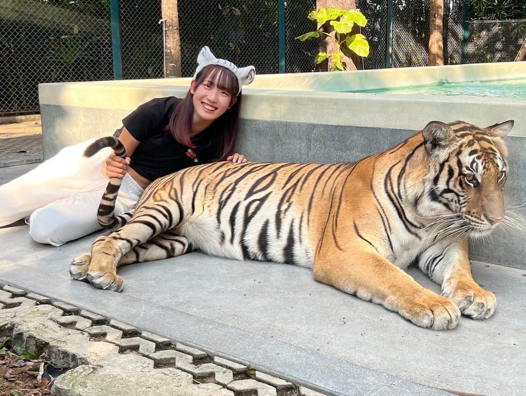 馬場咲希のインスタグラム：「トラさんと触れ合ってきました〜🐯💗  #thailand #タイ #🇹🇭 #トラ #tiger #bigcat」