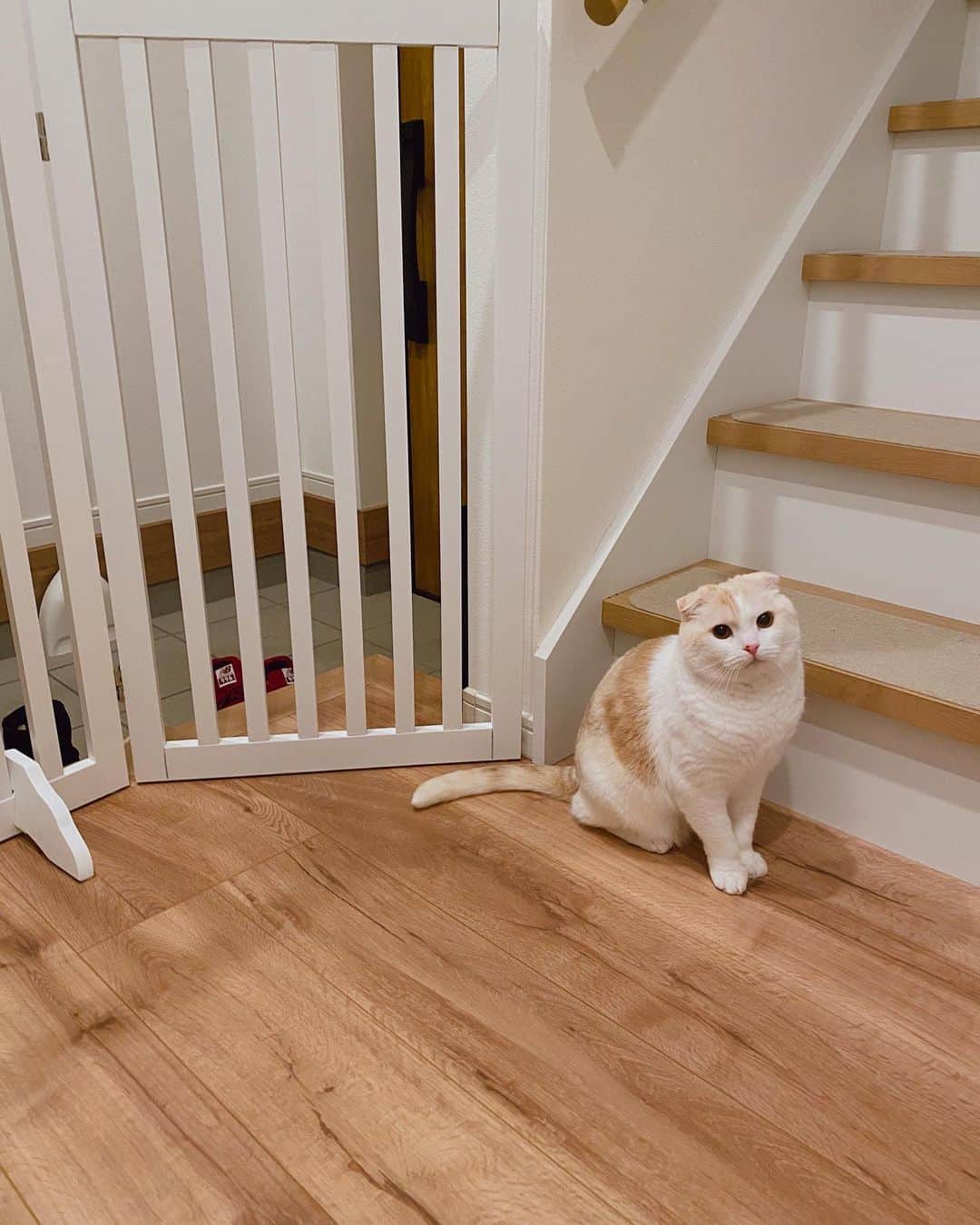 はなぼくろきなこのインスタグラム：「玄関のセンサーライト💡 猫たちが通るたびにちゃんと反応するので、寝る時にピカッと光ると、きなかもなが来てくれた.ᐟ って嬉しくなっちゃいます𓈒 𓏸 𓐍  𓂃 𓈒𓏸   そしてきなはよくこの位置で「にゃー！」って呼んできて、2階に誘導しようとしてくる…(•ᴗ•)  かわよ🤍  #はなきな #猫部 #センサーライト  #脱走防止柵 高さ91cmなので、猫の脱走防止柵にしては低めの柵なのですが、(元々は犬用)設置して3ヶ月以上の間、きなももなも1度も飛び越えようとしないので、うちの子たちにはこれで充分でした🌼 高い柵に登って上の隙間から出たり飛び越えたりしてる子もいるので、猫ちゃんの性格や身体能力にもよるのだと思います。 もなは身体能力高いけど、性格的にビビりなので配達の人など知らない人がくる玄関には行こうと思わないのかも。 きなは玄関は怖くないけど、別に飛び越えたいとは思わないって感じだと思います🥺(飛び越えられる高さじゃないって思ってそう) 外出時は1番右のところを手前に引いて、ドアみたいに使ってます🚪)」