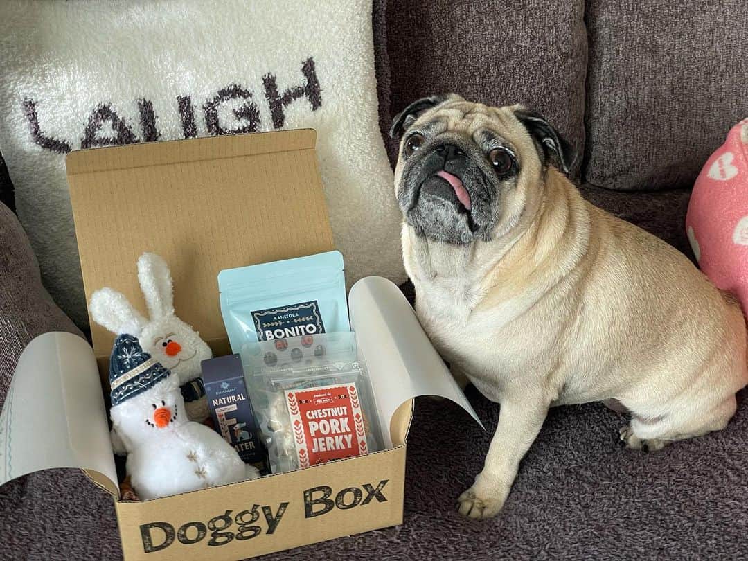真飛聖のインスタグラム：「🎁  ずーっと頼みたかった『Doggy Box』 毎月、可愛いおもちゃと無添加のおやつ等々が  おもちの元に届くんですって🐶🎁 やっと、やっと頼めたぞーーーーー！！！  ちゃんとアレルギーのものも伝えているので安心だし、 楽しみだなぁ♡  結局・・・ おもちが喜ぶ姿が 1番嬉しいのだ♡  @doggybox_jp  #DoggyBox #ドギーボックス #パグ#pug#女の子 #おもち」