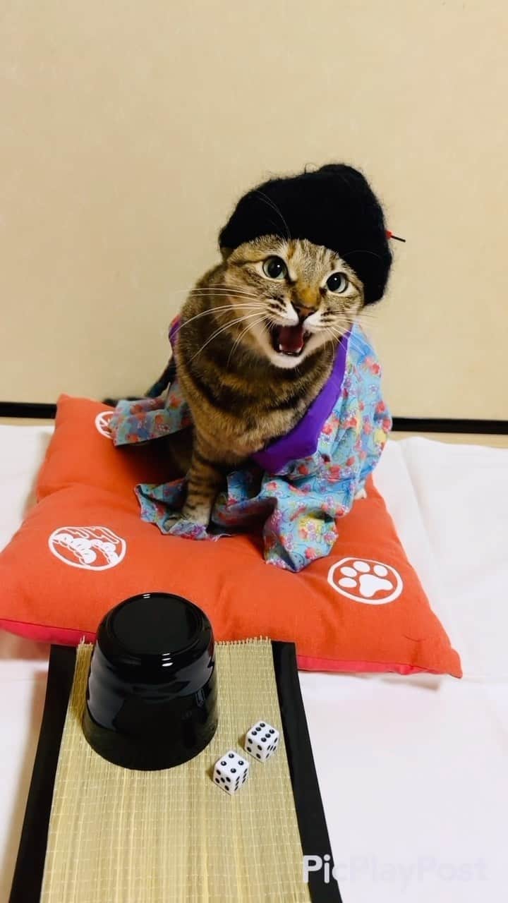 マロのインスタグラム：「🎲勝負事の日🎲🟰半かニャ丁かニャ😹🟰 ✴︎ January 8 is  the day of gambling in Japan. ✴︎ 『イチ（1）かバチ（8）か』と読む語呂合わせからだそうです。 ✴︎ いつもコメントありがとうございます😸🙏💕 全て拝見しています🐾 ✴︎ Thank you for your kind comments😸🙏💕 ✴︎ #cat#cats#catsofinstagram#sweetcatclub#😻 #japaneseculture#ねこ#ねこすたぐらむ#ねこ部 #猫#今日は何の日#勝負事の日#1月8日#任侠映画 #半か丁か🎲 #保護猫#猫のいる生活」