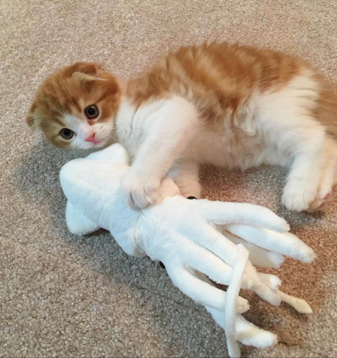 yayoi89のインスタグラム：「Baby Tarachan 🦁🍼  久しぶりにベビタラちゃんを🐣  ダイオウイカ🦑 これがお気に入りでよく引きずって運んでました  #weeklyfluff #fluffy #cat #kitty #adorable #kawaii #catsofinstagram #catlover #scottishfold #instagood #pleasantcats #kittensofinstagram  #ダイオウイカ #かわいい #ねこ #こねこ #ふわもこ部 #スコティッシュフォールド #にゃんすたぐらむ #猫のいる暮らし #猫部 #ペコねこ部」