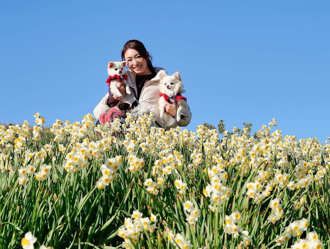 小早川怜子のインスタグラム：「愛犬とお散歩💙  青空がキレイでした😍  たまたまいたカメラマンに私のカメラ渡して何枚か撮ってもらいました❤️  ありがとございました🤭  #private #春よ来い来い  あ、実は4匹います😆 分かるかな？🤣」