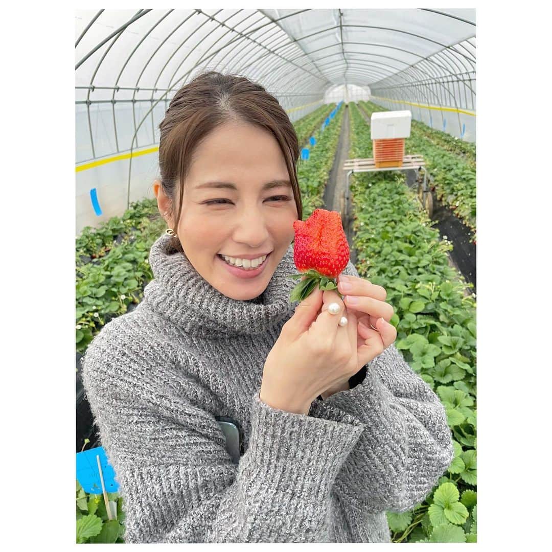 永島優美のインスタグラム：「* いよいよ二番果🤭🍓  #いちご #strawberry  #茨城」