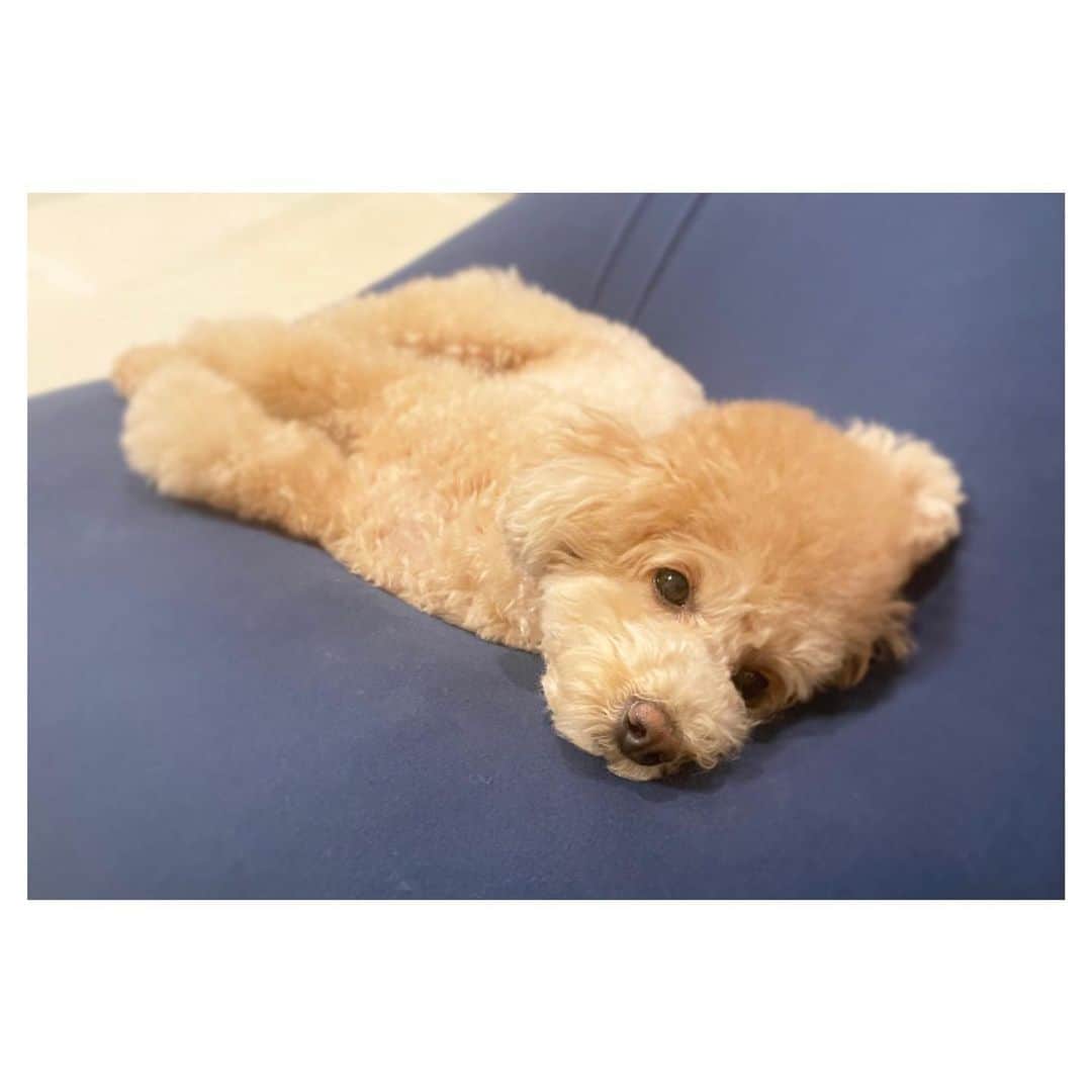 宮澤智のインスタグラム：「★ 暖かい部屋でとろーん たまに人間に見えます🐶  #愛犬 #トイプードル #昼寝」