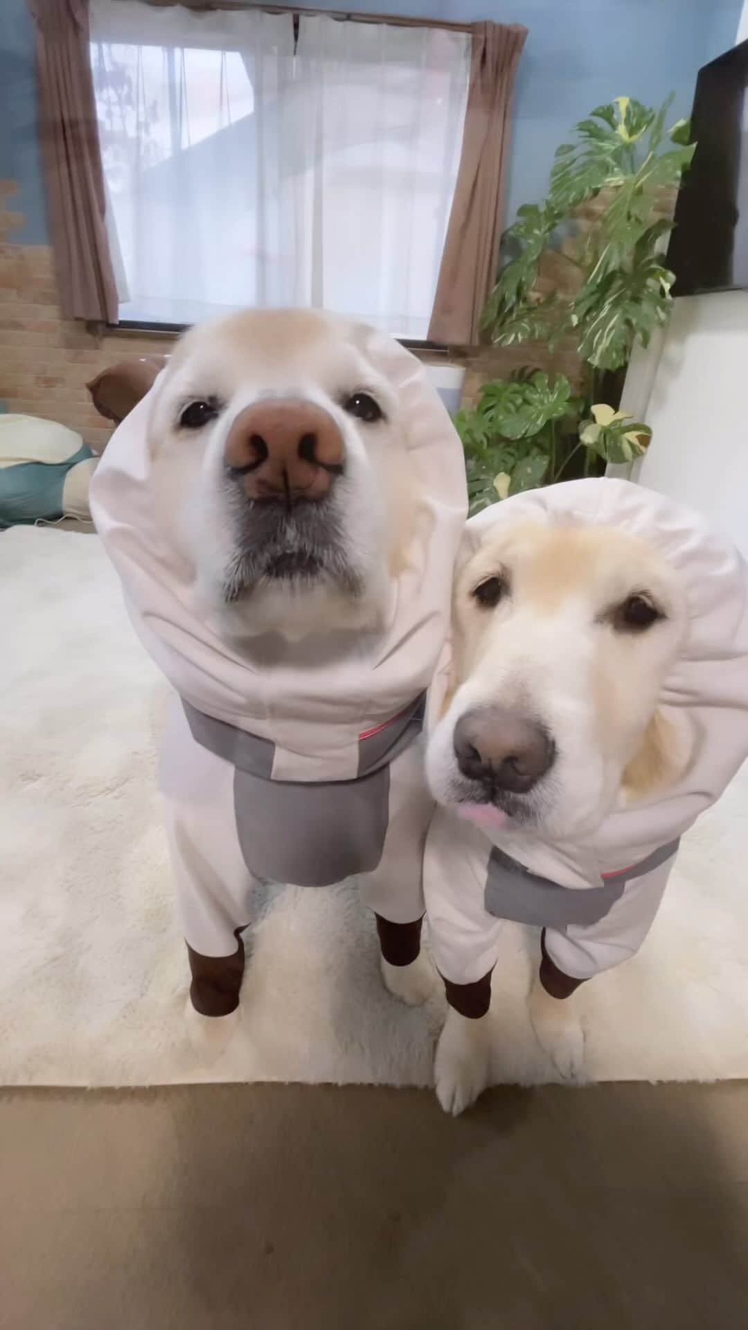まゆみのインスタグラム：「。 。 今日も元気に回る後ろ足の姉と弾む妹😂 。 。 #コモドドラゴン #気合いの雨散歩 #元気で嬉しい 。 。 #ゴールデンレトリバー#goldenretriever#dog#犬#あーぺー」