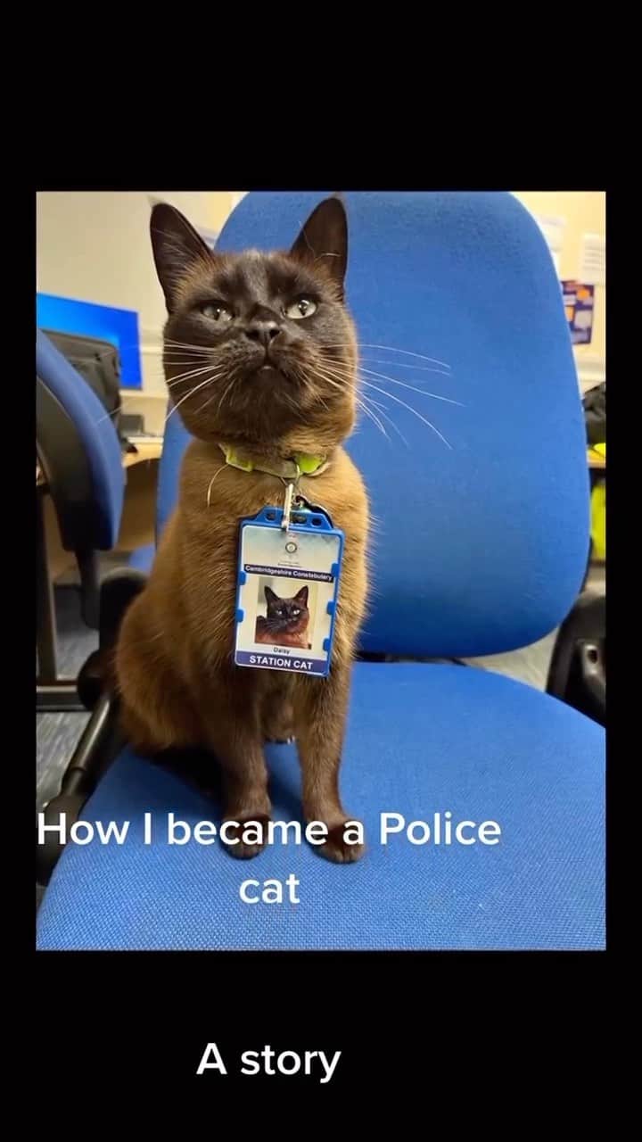 Cute Pets Dogs Catsのインスタグラム：「The police cat who’s job is to help the police station employees a stress relief for loving him 😹🥺🥰💗😽  Credit: awesome pc_daisy (TikTok) Check them out ☺️  ** For all crediting issues and removals pls 𝐄𝐦𝐚𝐢𝐥 𝐮𝐬 ☺️  𝐍𝐨𝐭𝐞: we don’t own this video/pics, all rights go to their respective owners. If owner is not provided, tagged (meaning we couldn’t find who is the owner), 𝐩𝐥𝐬 𝐄𝐦𝐚𝐢𝐥 𝐮𝐬 with 𝐬𝐮𝐛𝐣𝐞𝐜𝐭 “𝐂𝐫𝐞𝐝𝐢𝐭 𝐈𝐬𝐬𝐮𝐞𝐬” and 𝐨𝐰𝐧𝐞𝐫 𝐰𝐢𝐥𝐥 𝐛𝐞 𝐭𝐚𝐠𝐠𝐞𝐝 𝐬𝐡𝐨𝐫𝐭𝐥𝐲 𝐚𝐟𝐭𝐞𝐫.  We have been building this community for over 6 years, but 𝐞𝐯𝐞𝐫𝐲 𝐫𝐞𝐩𝐨𝐫𝐭 𝐜𝐨𝐮𝐥𝐝 𝐠𝐞𝐭 𝐨𝐮𝐫 𝐩𝐚𝐠𝐞 𝐝𝐞𝐥𝐞𝐭𝐞𝐝, pls email us first. **  #sleepingkitty #instakitties #kittycuddles  #catladylife #catsareawesome  #catsareawesome #catsarelife #kittenlovers」