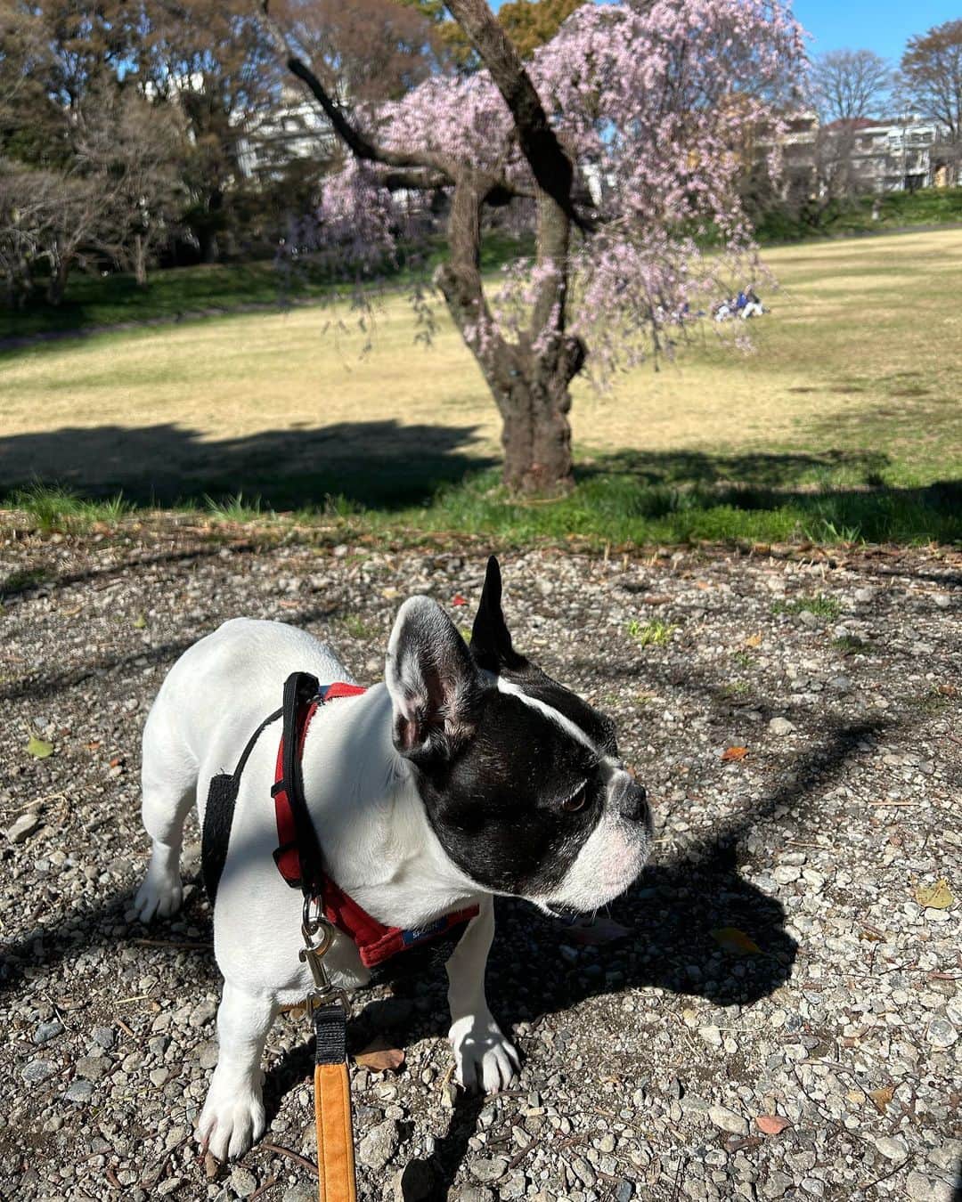 安藤優子のインスタグラム：「枝垂れ桜とアタシ‼️  みなさま、本日はかーさんの出ていた「ワイドなショー」をご覧いただきありがとうゴザイマシタ。  アタシ、リンから御礼申し上げます。  で、さっき某国立大学のグラウンドに昼ンポ行ったら、枝垂れ桜が、とっても綺麗だったよ。  たくさんの人が写真撮っていたよ。  春だよねー。  で昨晩のテーブルもアタシからご紹介シマス。  昨日はね、鰤のアラが安ーく手になる入ったって、嬉しそうにぶり大根作っていたよ。  鰤は熱湯をくぐらせてから、よーく洗って、それから煮汁に入れていたよ。  煮汁にはおかーさんがドボドボと日本酒入れてた。あとはお醤油とみりん、生姜いっぱいと長ネギの青いところも入れていた。  灰汁を取ってから大根を入れてコトコトしていたらしい。  アタシは薪ストーブ横にて爆睡（笑）  あとは、大根とラディッシュのサラダ。  これ自信作だって（笑）  大根とラディッシュを千切りにして、玉ねぎのスライスと、ラディッシュの葉っぱも合わせて、ベーコンをカリカリに焼いてからそこにホワイトバルサミコ酢を入れた熱々のドレッシングをかけていたよ。  シャキシャキ美味しかったって。  でも鰤大根は、アラを使ったからとーさんには「食べ応えがない」と言われていた。  なーんにも落ちてこないよりは、ずーとマシだと思うけどね（笑）  あとはナスの揚げ浸しなど、だったそうです。  なんたって落ちてこないからゼンヨウ(全容)が分かんないもんねー。  そんな昨晩のテーブルでした！  以上、何もまたもや落ちては来なかった現場からお伝えしました。  byリンゴ！  #鰤大根   #フレンチブルドッグ  #安藤優子」