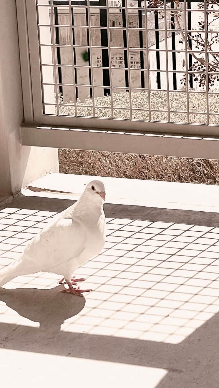 村主章枝のインスタグラム：「White Pigeon came to my balcony.  I am praying for world peace🕊️ 白い鳩が私のベランダにやってきました。 世界平和を祈っています🕊️ #worldpeace #whitepigeon」