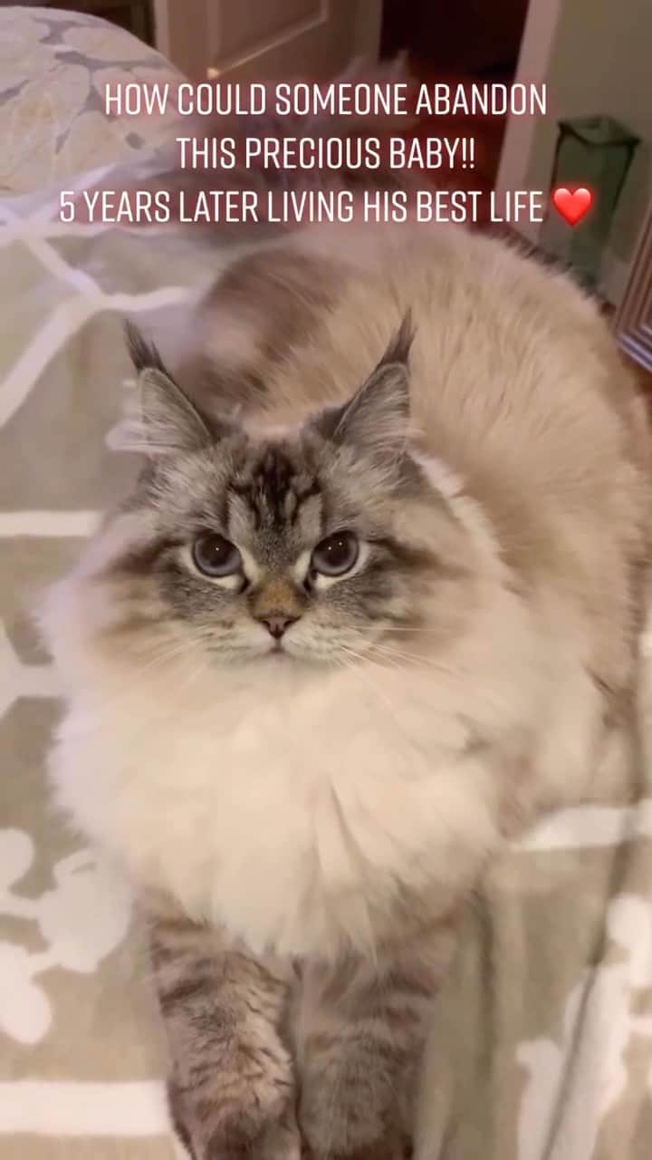 Cute Pets Dogs Catsのインスタグラム：「He is now safe and loved forever 🥺🥰💗😻😻  Credit: awesome littleelu (TikTok) Check them out ☺️  ** For all crediting issues and removals pls 𝐄𝐦𝐚𝐢𝐥 𝐮𝐬 ☺️  𝐍𝐨𝐭𝐞: we don’t own this video/pics, all rights go to their respective owners. If owner is not provided, tagged (meaning we couldn’t find who is the owner), 𝐩𝐥𝐬 𝐄𝐦𝐚𝐢𝐥 𝐮𝐬 with 𝐬𝐮𝐛𝐣𝐞𝐜𝐭 “𝐂𝐫𝐞𝐝𝐢𝐭 𝐈𝐬𝐬𝐮𝐞𝐬” and 𝐨𝐰𝐧𝐞𝐫 𝐰𝐢𝐥𝐥 𝐛𝐞 𝐭𝐚𝐠𝐠𝐞𝐝 𝐬𝐡𝐨𝐫𝐭𝐥𝐲 𝐚𝐟𝐭𝐞𝐫.  We have been building this community for over 6 years, but 𝐞𝐯𝐞𝐫𝐲 𝐫𝐞𝐩𝐨𝐫𝐭 𝐜𝐨𝐮𝐥𝐝 𝐠𝐞𝐭 𝐨𝐮𝐫 𝐩𝐚𝐠𝐞 𝐝𝐞𝐥𝐞𝐭𝐞𝐝, pls email us first. **  #sleepingkitty #instakitties #kittycuddles  #catladylife #catsareawesome  #catsareawesome #catsarelife #kittenlovers」