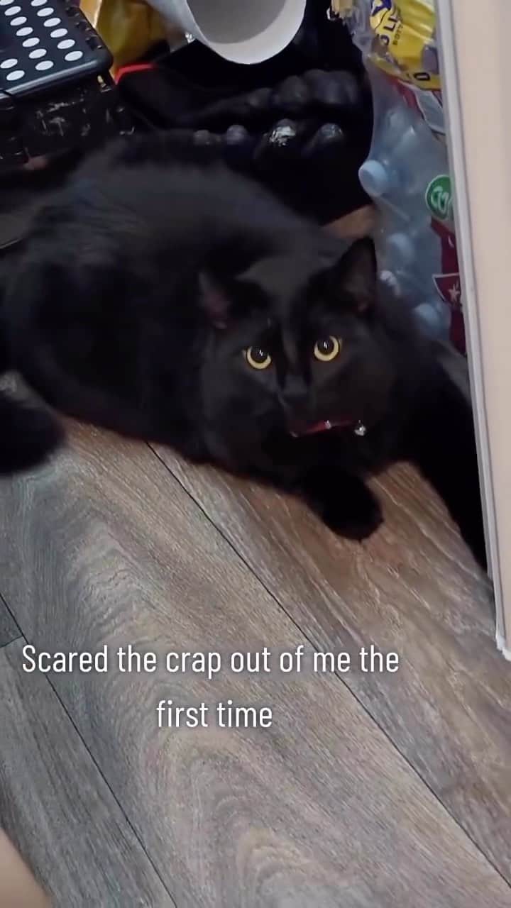 Cute Pets Dogs Catsのインスタグラム：「That is the prettiest black cat I have ever seen 🥰😭🥺🥰💗😻😻  Credit: awesome mrs._medina (TikTok) Check them out ☺️  ** For all crediting issues and removals pls 𝐄𝐦𝐚𝐢𝐥 𝐮𝐬 ☺️  𝐍𝐨𝐭𝐞: we don’t own this video/pics, all rights go to their respective owners. If owner is not provided, tagged (meaning we couldn’t find who is the owner), 𝐩𝐥𝐬 𝐄𝐦𝐚𝐢𝐥 𝐮𝐬 with 𝐬𝐮𝐛𝐣𝐞𝐜𝐭 “𝐂𝐫𝐞𝐝𝐢𝐭 𝐈𝐬𝐬𝐮𝐞𝐬” and 𝐨𝐰𝐧𝐞𝐫 𝐰𝐢𝐥𝐥 𝐛𝐞 𝐭𝐚𝐠𝐠𝐞𝐝 𝐬𝐡𝐨𝐫𝐭𝐥𝐲 𝐚𝐟𝐭𝐞𝐫.  We have been building this community for over 6 years, but 𝐞𝐯𝐞𝐫𝐲 𝐫𝐞𝐩𝐨𝐫𝐭 𝐜𝐨𝐮𝐥𝐝 𝐠𝐞𝐭 𝐨𝐮𝐫 𝐩𝐚𝐠𝐞 𝐝𝐞𝐥𝐞𝐭𝐞𝐝, pls email us first. **  #sleepingkitty #instakitties #kittycuddles  #catladylife #catsareawesome  #catsareawesome #catsarelife #kittenlovers」