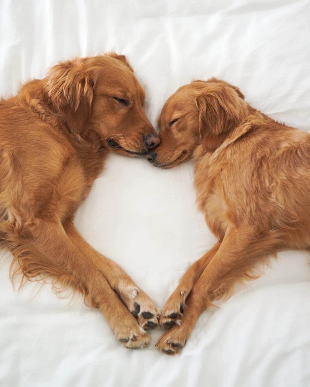 8crapのインスタグラム：「“When you find your other half 💛” - Want to get featured like them? Join “The Barked Club” on FACEBOOK and post something now! 👉 barked.com - 📷 @winniethegoldenpupper - #TheBarkedClub #barked #dog #doggo #GoldenRetriever」