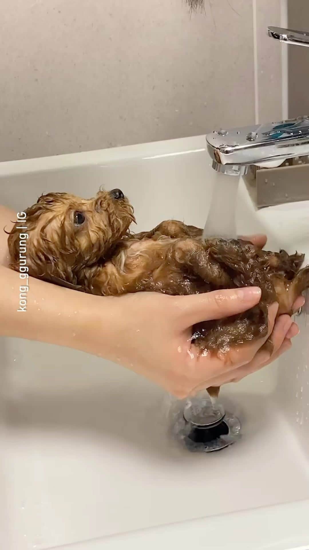 8crapのインスタグラム：「Warm and comfy bath 🛁 📹 @kong_ggurung - #barked #dog #doggo #Poodle」