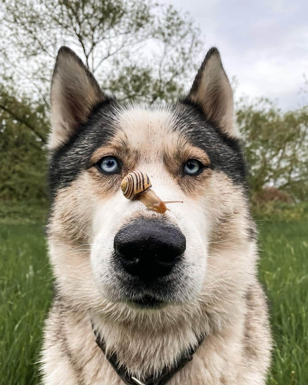 8crapのインスタグラム：「“Meet my new fren Garry 🐌” - Want to get featured like them? Join “The Barked Club” on FACEBOOK and post something now! 👉 barked.com - 📷 @cookiethehuskyy - #TheBarkedClub #barked #dog #doggo #Husky」