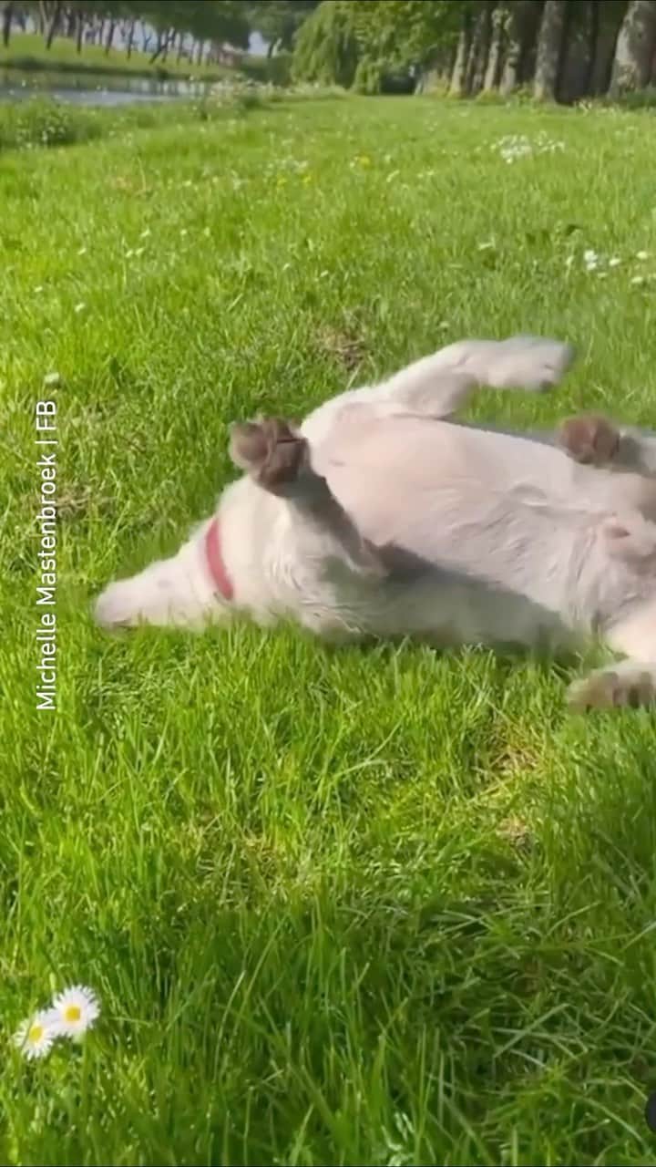 8crapのインスタグラム：「“Just passing by(e)” 📹 Michelle Mastenbroek | FB - Want to get featured like them? Join “The Barked Club” on FACEBOOK and post something now! 👉 http://barked.com - #TheBarkedClub #barked #dog #doggo」